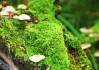 世界登山青年导师国际交流营第18批回访成果汇编上线，世界登山家