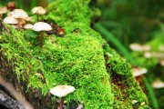 世界登山青年导师国际交流营第18批回访成果汇编上线，世界登山家